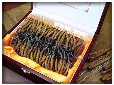 茶陵冬虫夏草回收